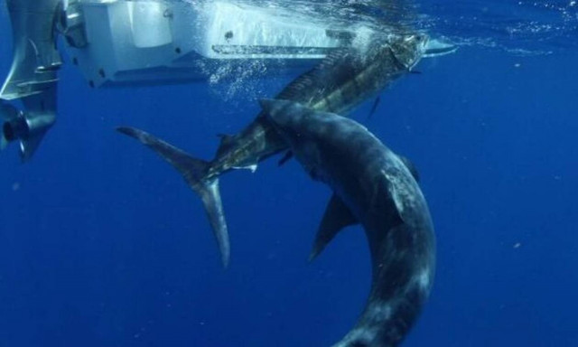 Καρχαρίας τσακίζει ξιφία με... μία μόνο κίνηση!