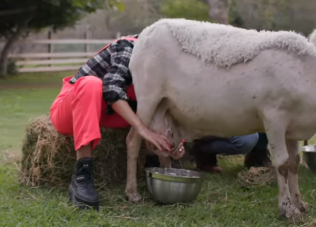 Ελένη Φουρέιρα: Δείτε τη να αρμέγει υπό τις οδηγίες του Σάκη Ρουβά