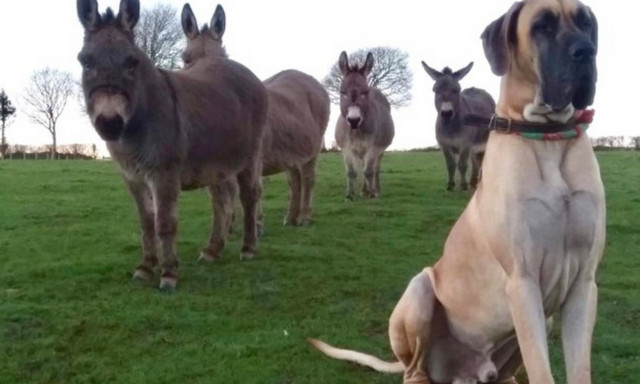 Αυτός δεν είναι μολοσσός, είναι γαϊδούρι κανονικό! (vid)
