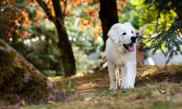 Βρήκε τον σκύλο της μετά από χρόνια από ένα κουτάκι μπίρας - Δείτε πώς