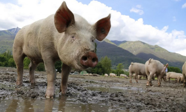 Στις Σέρρες το πρώτο κρούσμα αφρικανικής πανώλης των χοίρων