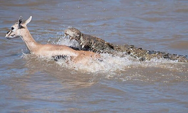 Αντιλόπη ξεφεύγει από κροκόδειλο αλλά η συνέχεια είναι απλά… άδικη! (vid)