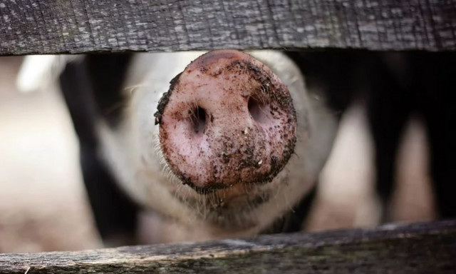 Αφρικάνικη πανώλη των χοίρων: Καθησυχαστικοί οι φορείς - Εντολή να διερευνηθεί πώς μεταδόθηκε ο ιός