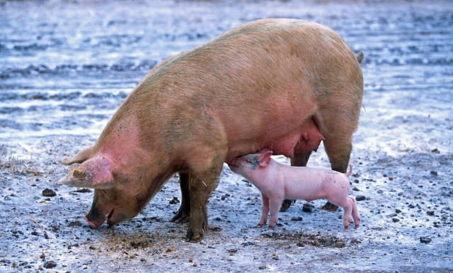Συναγερμός για την αφρικανική πανώλη: Πώς έφτασε στις Σέρρες