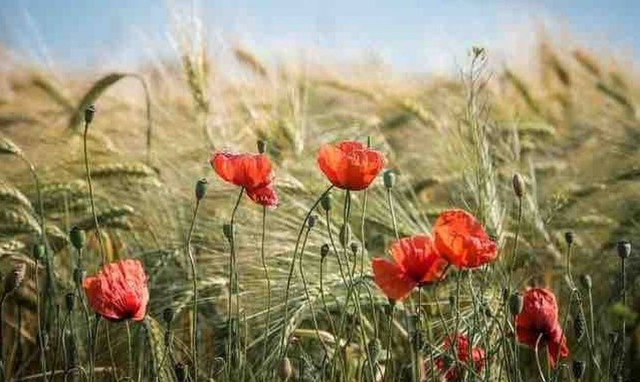 Εύβοια: Άφησε τα παπούτσια του σε χωράφι - Δεν φαντάζεστε τι έγινε μετά