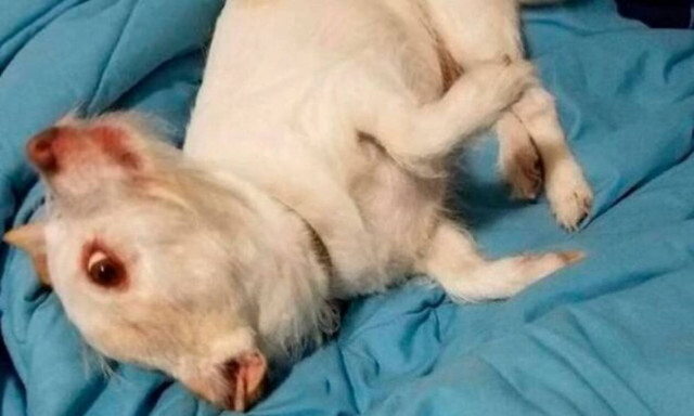 Αυτή είναι η φωτογραφία που έχει διχάσει ολόκληρο τον πλανήτη - Εσύ τι βλέπεις;