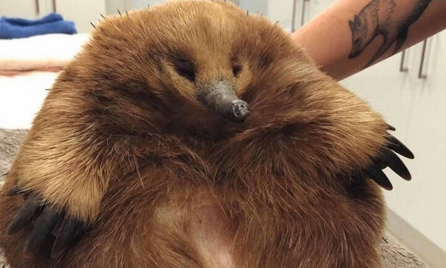 Αυστραλία: Έχιδνα χτυπήθηκε από αυτοκίνητο και επιβίωσε λόγω… βάρους