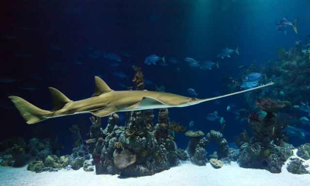 Το ένοχο μυστικό της μεγάλης ψαριάς – Οι «ψαράδες» πήγαν φυλακή (pics)