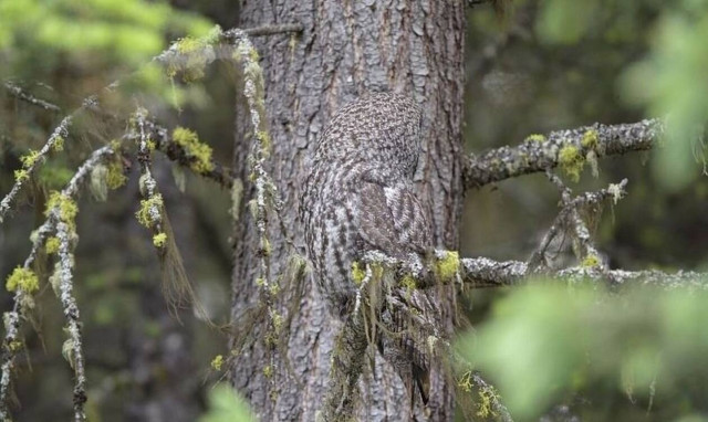 Απίστευτη οθφαλμαπάτη: Μπορείς να δεις την κουκουβάγια;