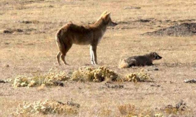 Αδιανόητο βίντεο: Κογιότ και ασβός πάνε μαζί για κυνήγι!