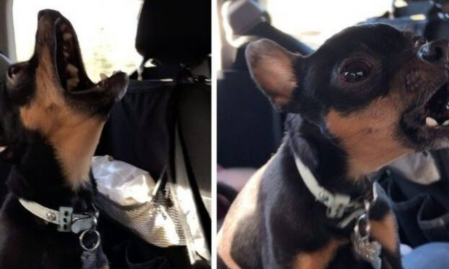 Σκυλάκι γίνεται... παρανοϊκό με το που ακούει τραγούδια!