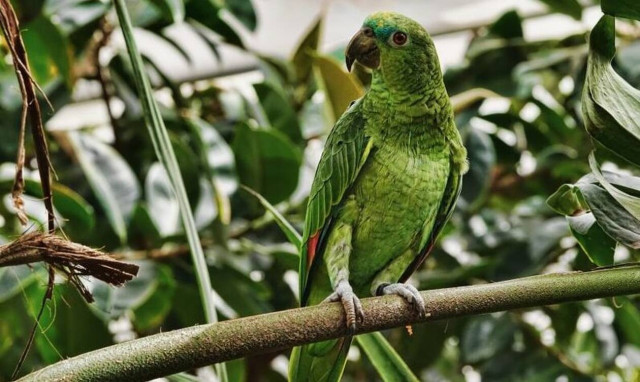 Αδιανόητο: Κοίταξε στο κλουβί του παπαγάλου της - Άρχισε να ουρλιάζει με αυτό που είδε... 