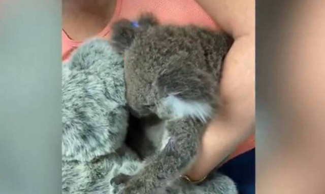 Συγκίνηση: Ορφανό κοάλα βρίσκει «καταφύγιο» στην αγκαλιά λούτρινου