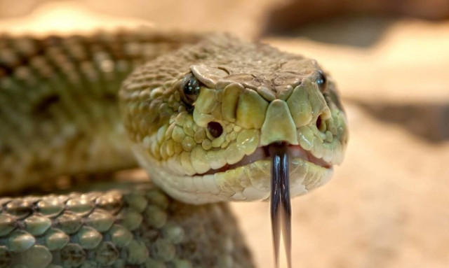 Τον δάγκωσε φίδι - Δείτε τι ανατριχιαστικό έκανε αμέσως μετά στη γυναίκα του