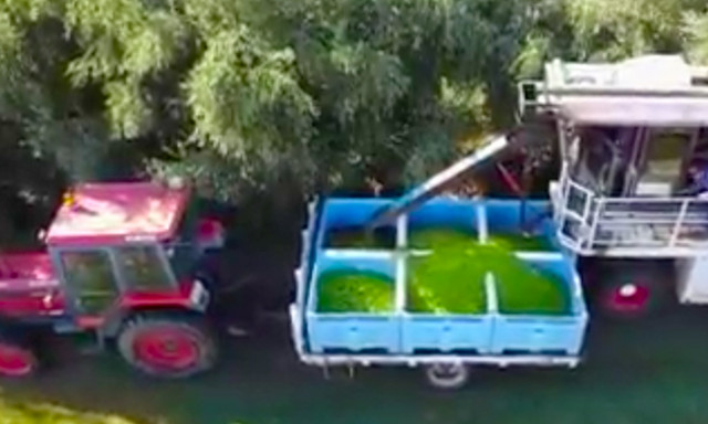 Τρελή πατέντα: Δείτε πόσο γρήγορα μαζεύουν τις ελιές! (vid)