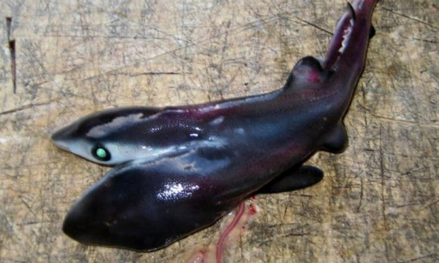 ΣΟΚ: Καρχαρίες με δύο κεφάλια ξεβράστηκαν στην παραλία! (vid)