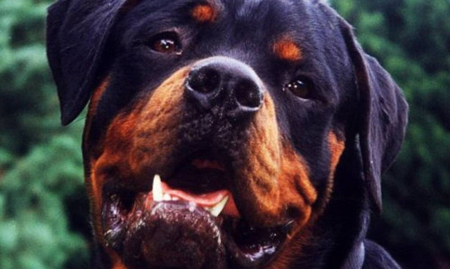 Σεξουαλική επίθεση σε βάρος ανήλικης στη Νέα Σμύρνη με απειλή ροτβάιλερ