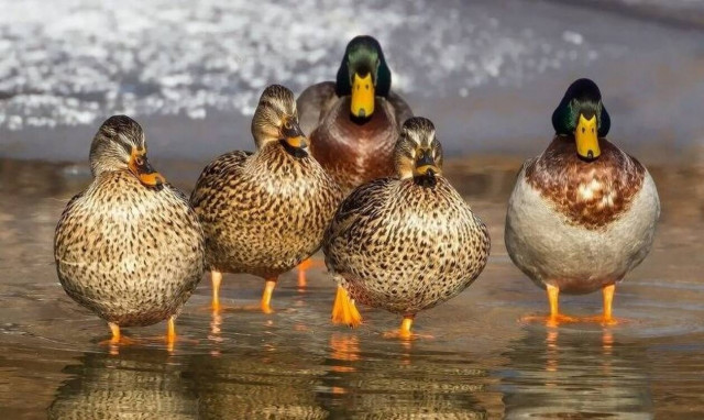 Επιστράτευση από πάπιες στην Κίνα - Δείτε τον λόγο