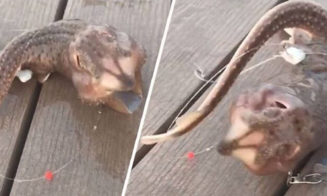 Βίντεο-σοκ: Δεν έχουν ξαναδεί τα μάτια σας τέτοιο πλάσμα