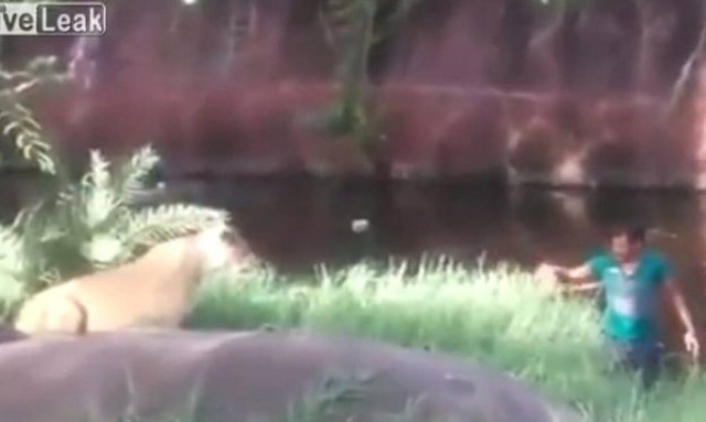 Μεθυσμένος πέφτει στο κλουβί με τα λιοντάρια και γίνεται… χαμός! (vid)