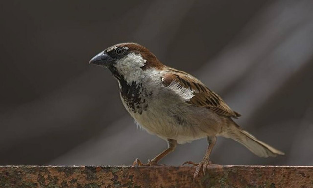 Το ναζιάρικο πουλί από την Εύβοια - Δείτε τι κάνει