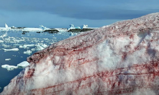Το χιόνι βάφτηκε... «κόκκινο» - Ανατριχιαστικές εικόνες