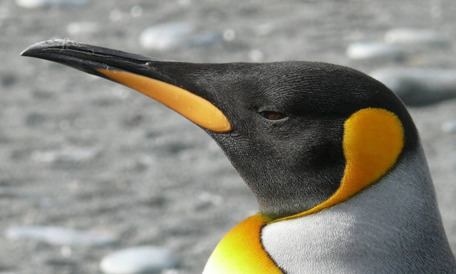 Απίστευτο βίντεο: Πιγκουίνοι παίζουν ξύλο για ένα θηλυκό 