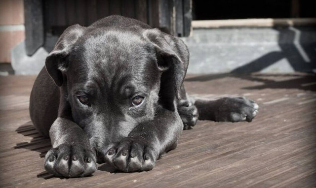 Σκύλος εντοπίστηκε με κοροναϊό - Ο φόβος των επιστημόνων