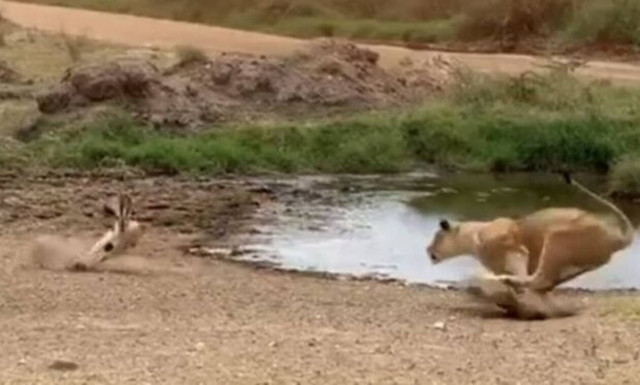 Λιοντάρι ορμάει σε αντιλόπη και δείτε τι ακολουθεί!