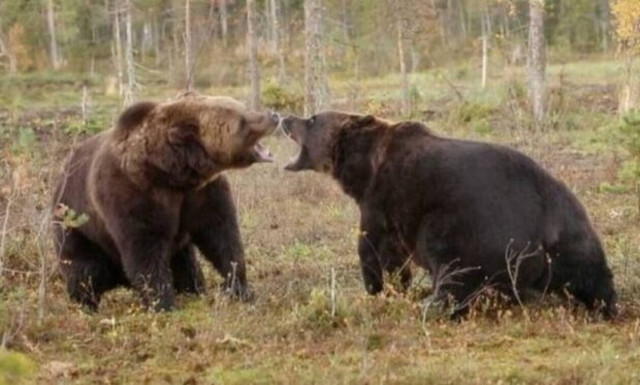 Λυσσασμένες αρκούδες παλεύουν μέχρι θανάτου! Δείτε το βίντεο