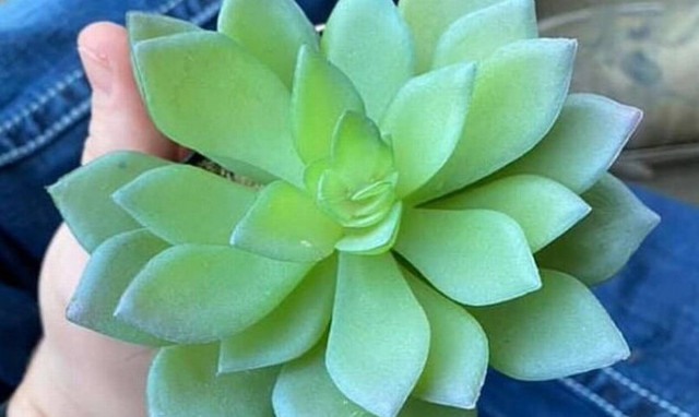 Απίστευτο: Πότιζε για δυο χρόνια τη γλάστρα της - «Τα έχασε» με αυτό που ανακάλυψε