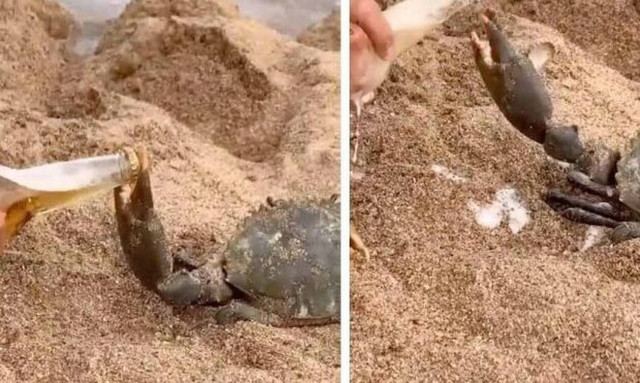 Δείτε τι κάνει το καβούρι όταν του δίνουν ένα μπουκάλι μπύρας!