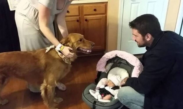 Σκύλος υποδέχεται το νεογέννητο στο σπίτι και η αντίδρασή του θα σε… γονατίσει! 