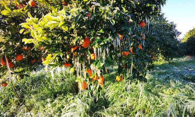 ΕΛΓΑ: Την Παρασκευή πληρώνονται 14.600 δικαιούχοι