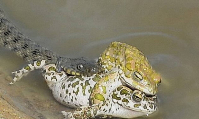 Φίδι κατασπαράζει βατράχια τη στιγμή που… ζευγαρώνουν! (video)