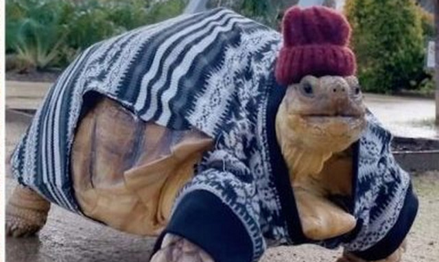 Αυτή η χελώνα έχει τρελάνει κόσμο και κοσμάκη! (vid)
