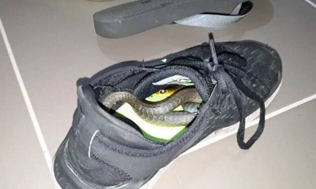 Φρικτό: Δείτε τι βρήκε μέσα στο παπούτσι του! (vid)