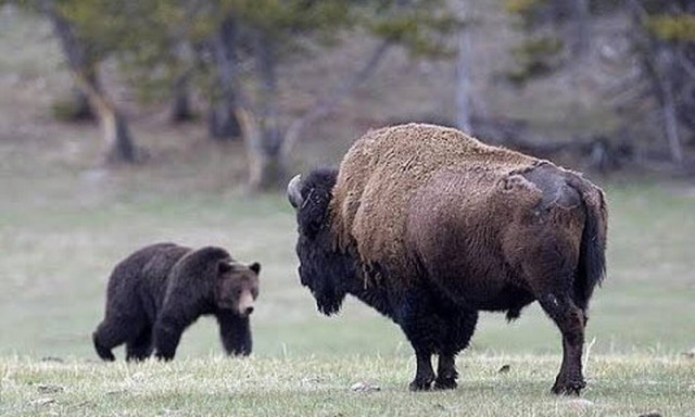 Βίσονας «τσακίζει» αρκούδα για να σώσει το μωρό του! (vid)