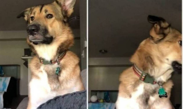 Λένε στο σκυλί να μη γαβγίσει και η αντίδρασή του είναι… επική! (vid)