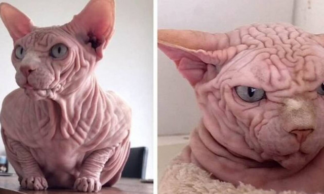 Πολλοί λένε ότι αυτή είναι η πιο άσχημη γάτα στον κόσμο!