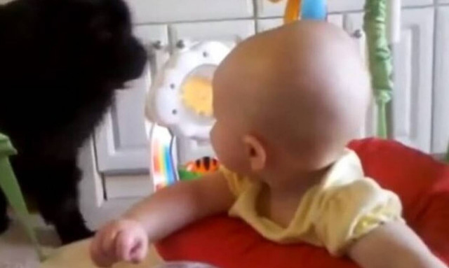 Δείτε τι γίνεται όταν μπαίνει στο δωμάτιο ο πελώριος σκύλος!