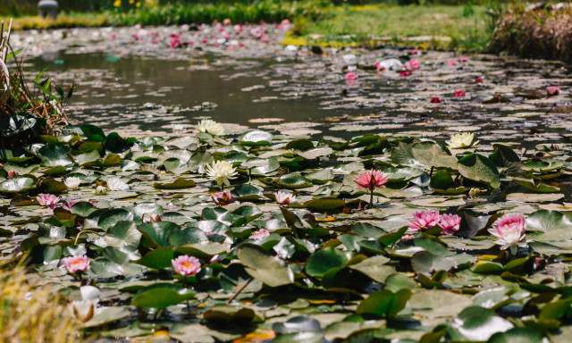 O εφιάλτης του κορονοϊού και η λίμνη με τα νούφαρα...
