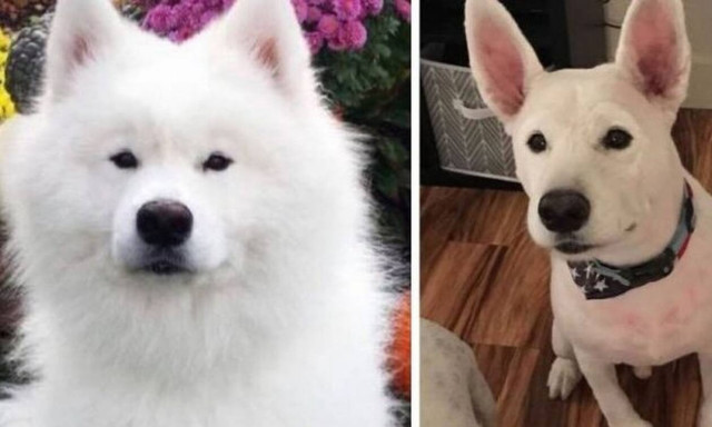 Πήγε τον σκύλο της για κούρεμα και… ξενέρωσε με αυτό που είδε