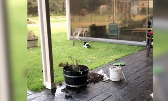 Γάτα συναντάει καγκουρό στην αυλή και η συνέχεια είναι… εκρηκτική!