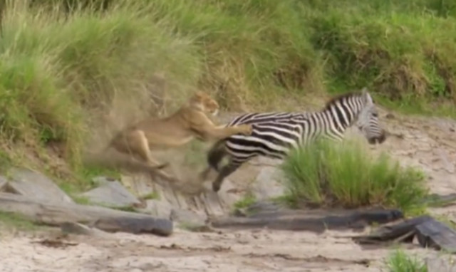 Ζέβρα ξεφεύγει με… κλωτσιές από λιοντάρι! (video)
