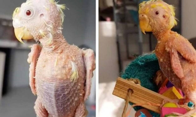 Αυτός ο φαλακρός παπαγάλος είναι ένας ΗΡΩΑΣ της ζωής! (video) 