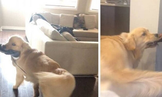 Αυτός ο σκύλαρος είναι ο πιο «γάτος» σε όλο τον πλανήτη! (video)