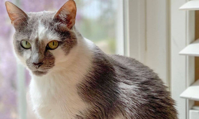 Κορονοϊός: Γάτος βρέθηκε θετικός σε κορονοϊό - Δείτε τι συνέβη 