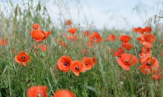 Δες τι κάνει ένα χωριό της Εύβοιας όσους μαλώνουν μεταξύ τους