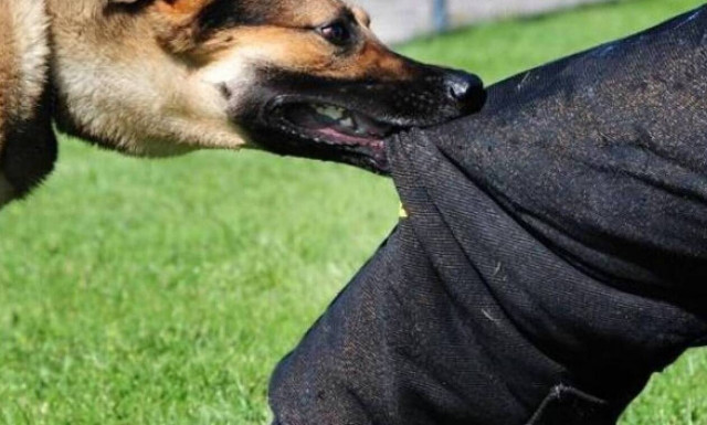 Θεσσαλονίκη: Στο νοσοκομείο 22χρονος από άγρια επίθεση σκύλων